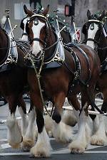 The Budweiser Clydesdales will be making appearances all over Lake Havasu this Thursday through Sunday.