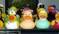 Money raised from the Lake Havasu 2016 Duck Derby Ducktail Fundraiser and Kickoff Party will benefit the Western AZ Humane Society programs.
