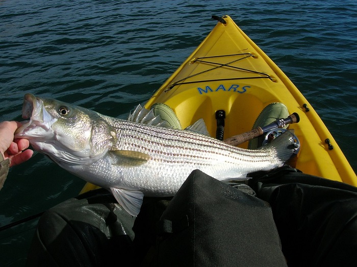 Love to fish? Spend this weekend on the lake and you just might come home with some cash and amazing prizes. But you have to register for the 2018 Lake Havasu WON Striper Derby in order to qualify. One lucky person wins a Klamath boat and trailer.