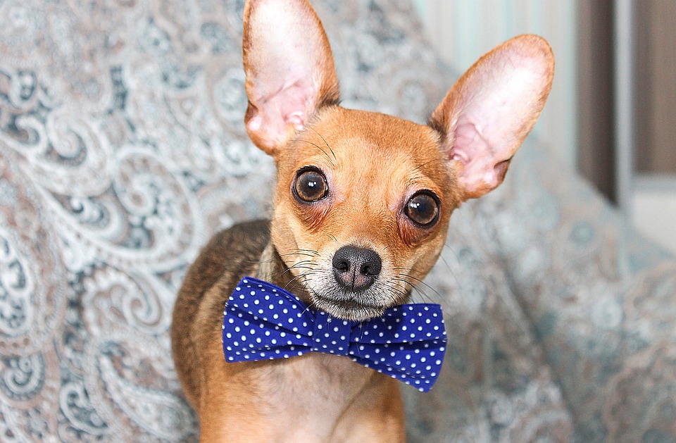 Celebrate May 5th with a little furry fun. Bring your littlest family member to the Lake Havasu Cinco de Mayo Chihuahua Races 2018 at Paws & Claws this Sat, May 5th. Registration takes place at 4:30 pm, with races starting at 5 pm. $200 grand prize for the winner!