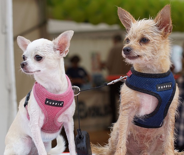 It's off to the (dog) races on May 5th for the annual Havasu Cinco de Mayo Chihuahua Races 2019 hosted by our own Paws & Claws Pet Care Clinic.