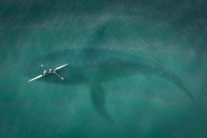 Do you enjoy scary movies? Feeling adventurous? Try watching Jaws 2 while floating in the water at Jaws Invasion Lake Havasu. It's a scary good time.