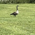 Goose meandering in the park in Rockmart GA